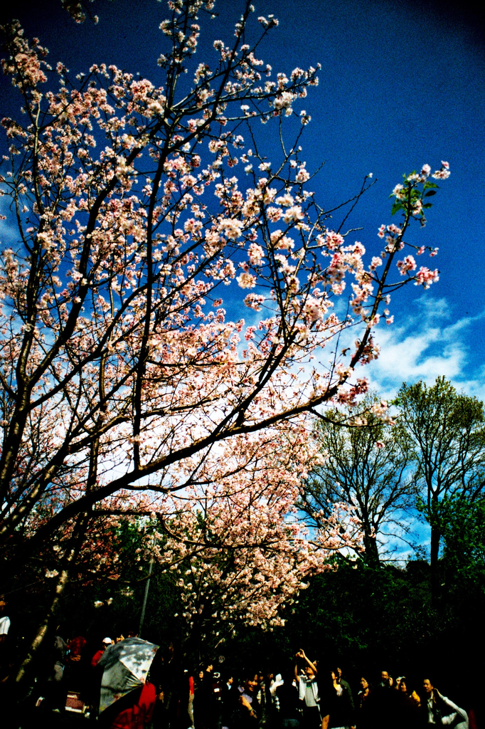 桜と空