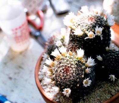 サボテンの花