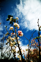 桜と青空