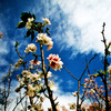 桜と青空