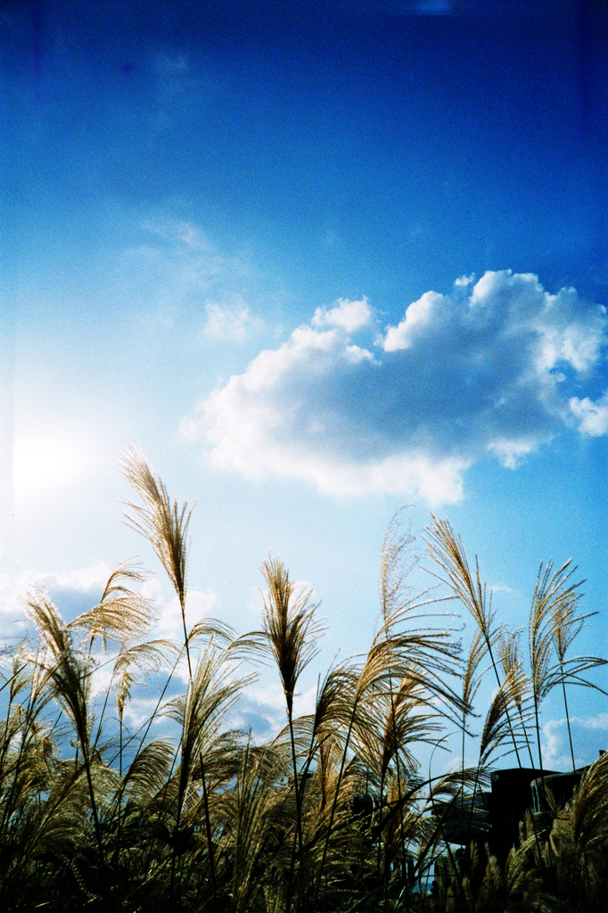 冬の青空　-LOMO  LC-A-