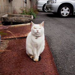 直島の招き猫