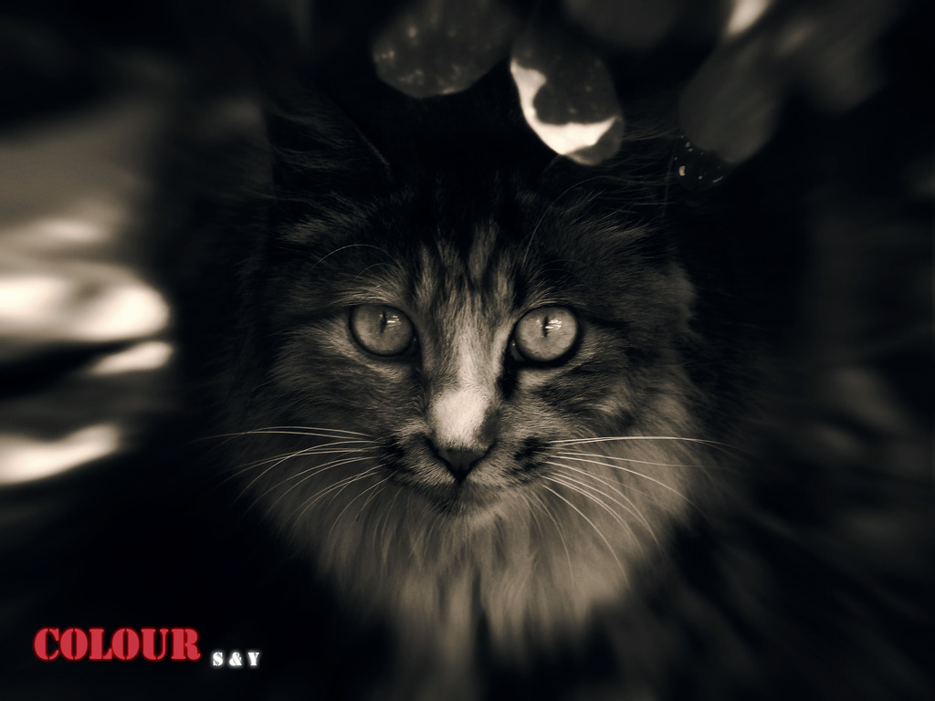 猫