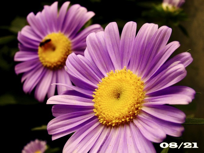 花