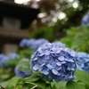 水無月の紫陽花（青）