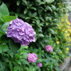 水無月の紫陽花（紫）