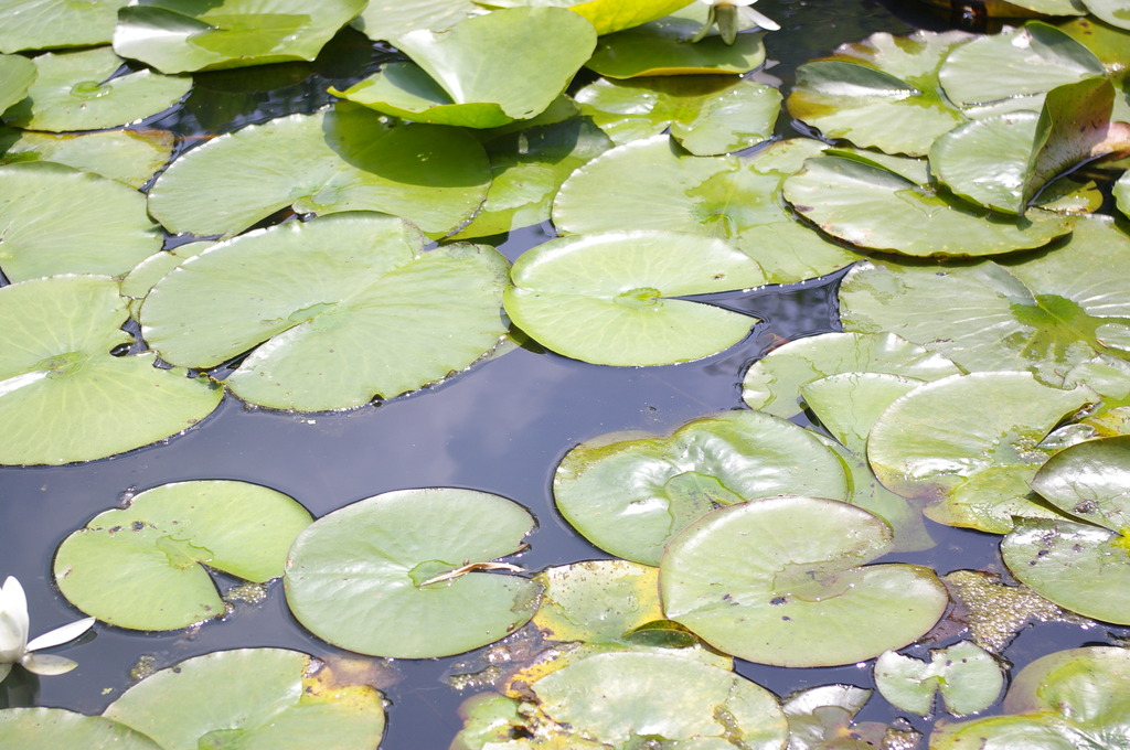 水草