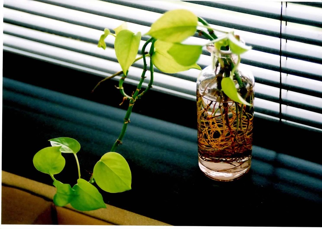 観葉植物