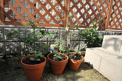 3517288736_eb1a19f2d9