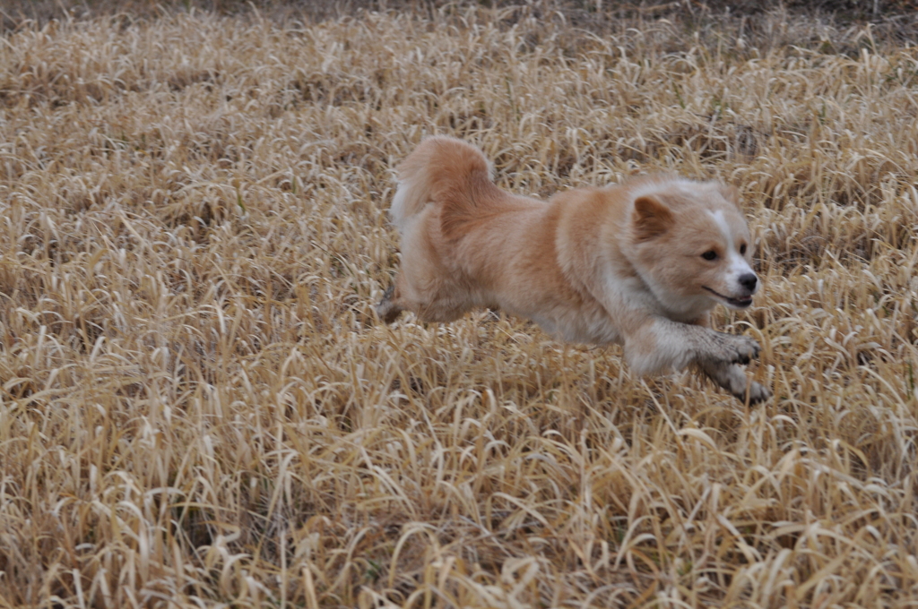 飛行犬