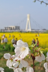 桜と菜の花と斜張橋