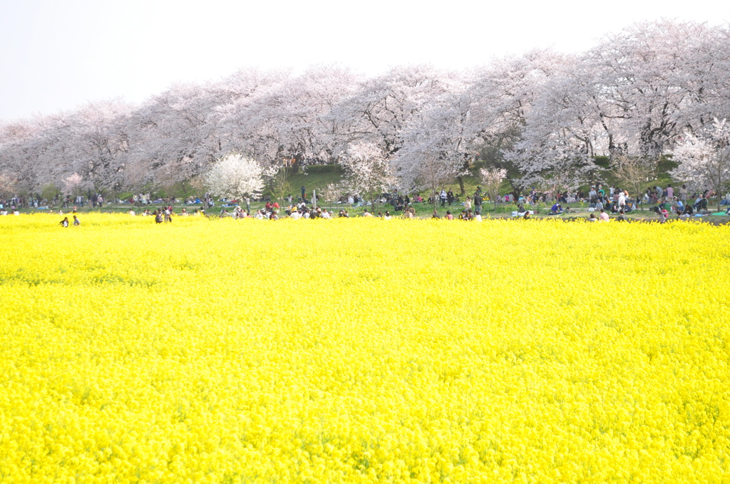 権現堂の桜と菜の花