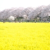 権現堂の桜と菜の花