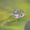 DSCN0506b