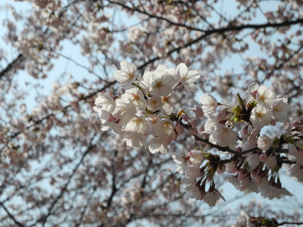 DSCN0053