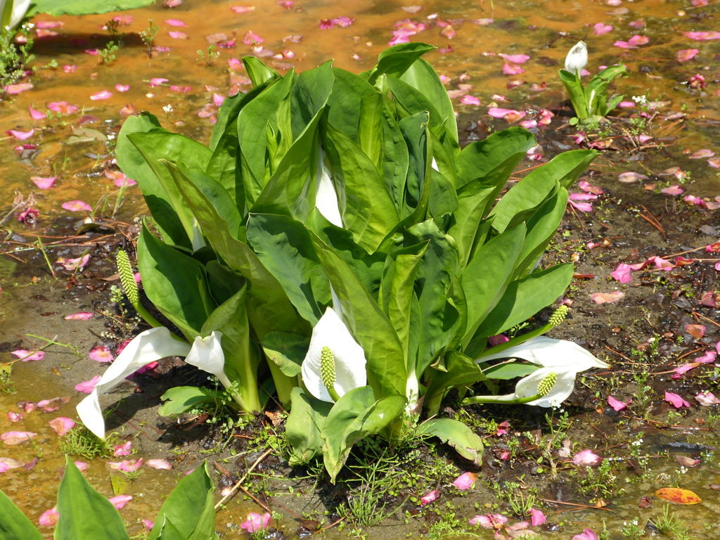 P1010555