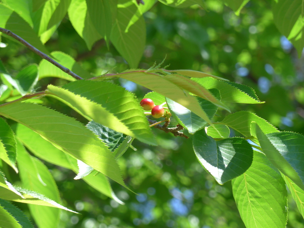 P1010194