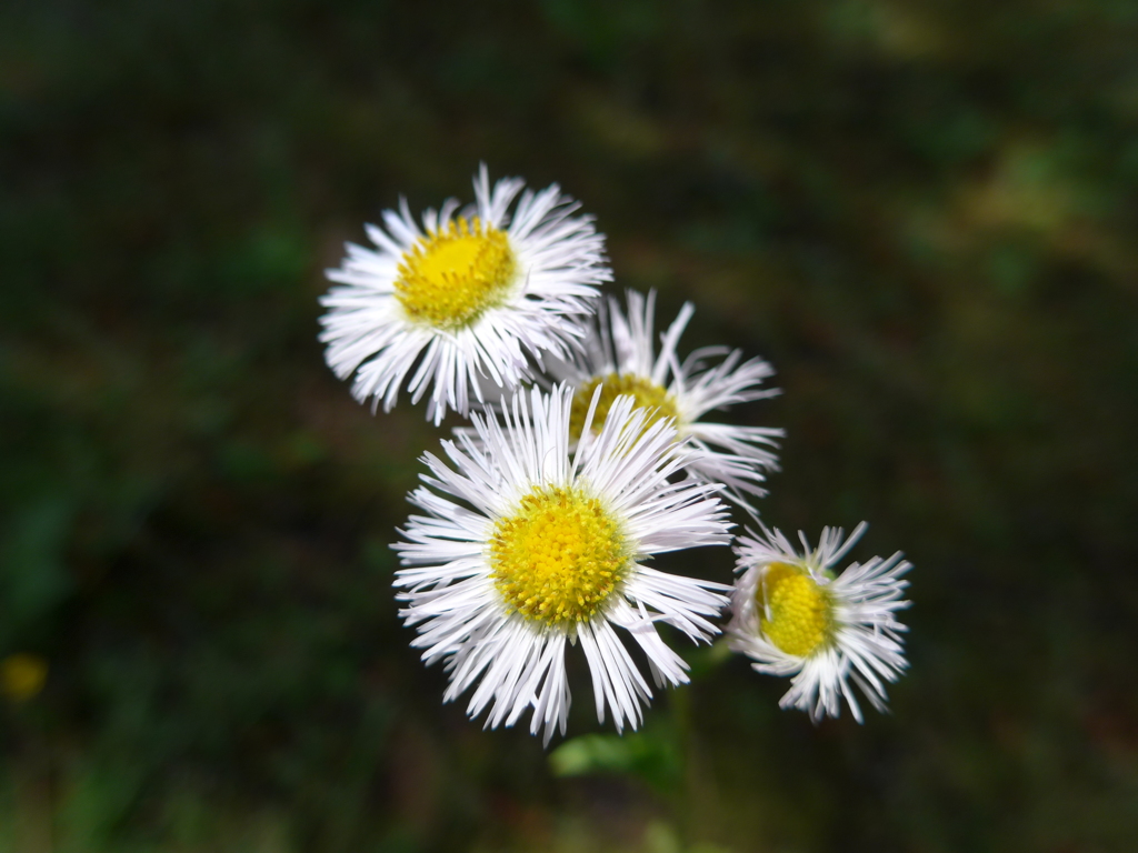 P1010104