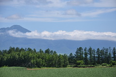 富良野