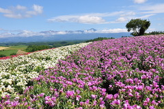 富良野