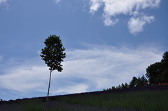 富良野