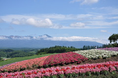 富良野