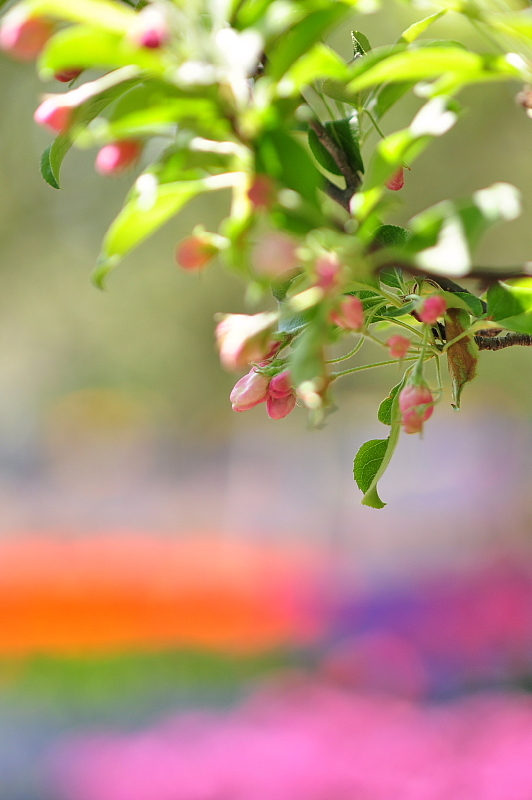 りんごの花