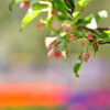 りんごの花