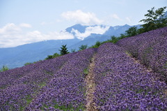 富良野