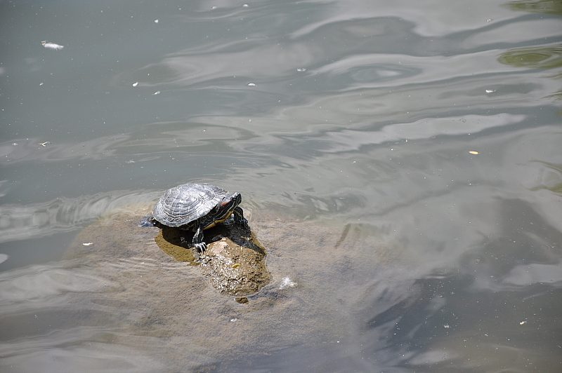 何か、文句ある！