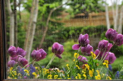 雨がにあうネ