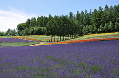 富良野