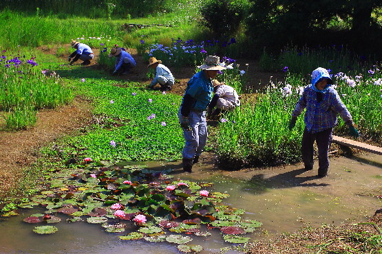 花の手入れをする人達