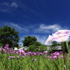 花菖蒲と青空