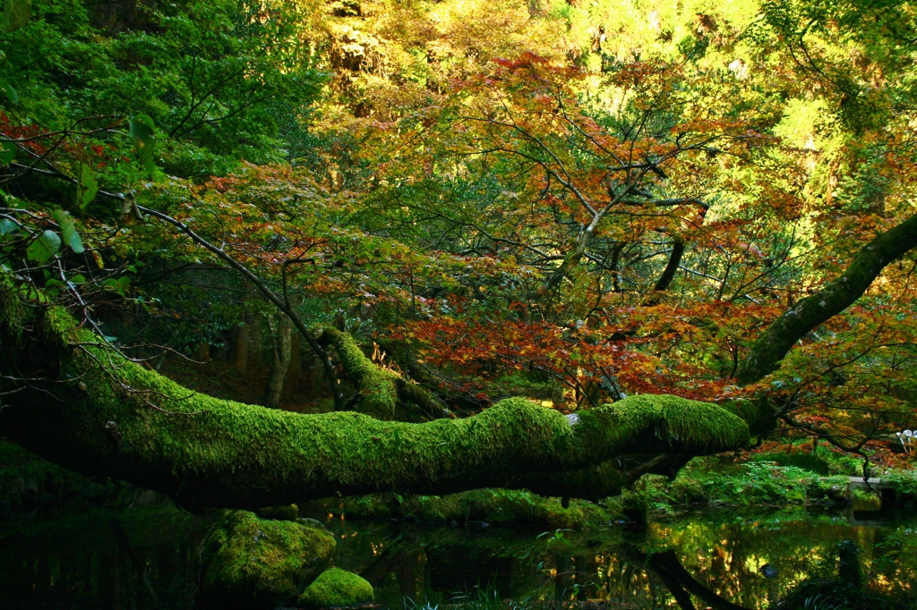 山吹水源②