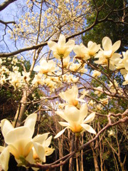 白モクレン
