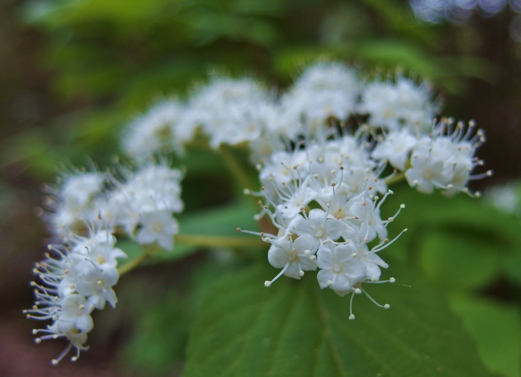 「ハクサンボク」で良かったでしょうか？