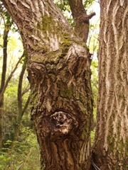 怒ってるんだ！