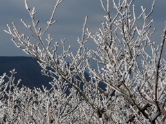 樹氷