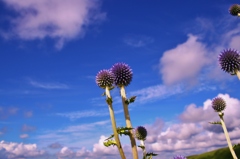 ヒゴタイの花