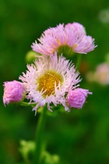 かわいいチアリーダー