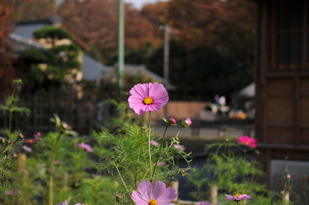 江戸東京たてもの園