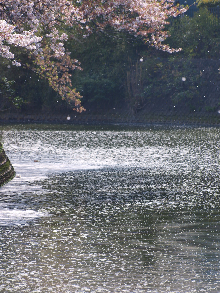 桜風