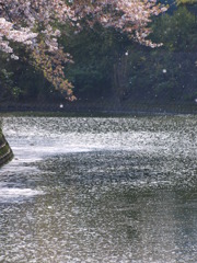 桜風