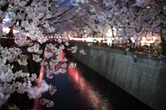 夜桜満喫