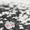 散花前線