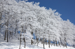 雪樹（八海山）