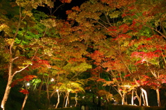 2013年　松雲山荘　紅葉　ライトアップ　鮮彩