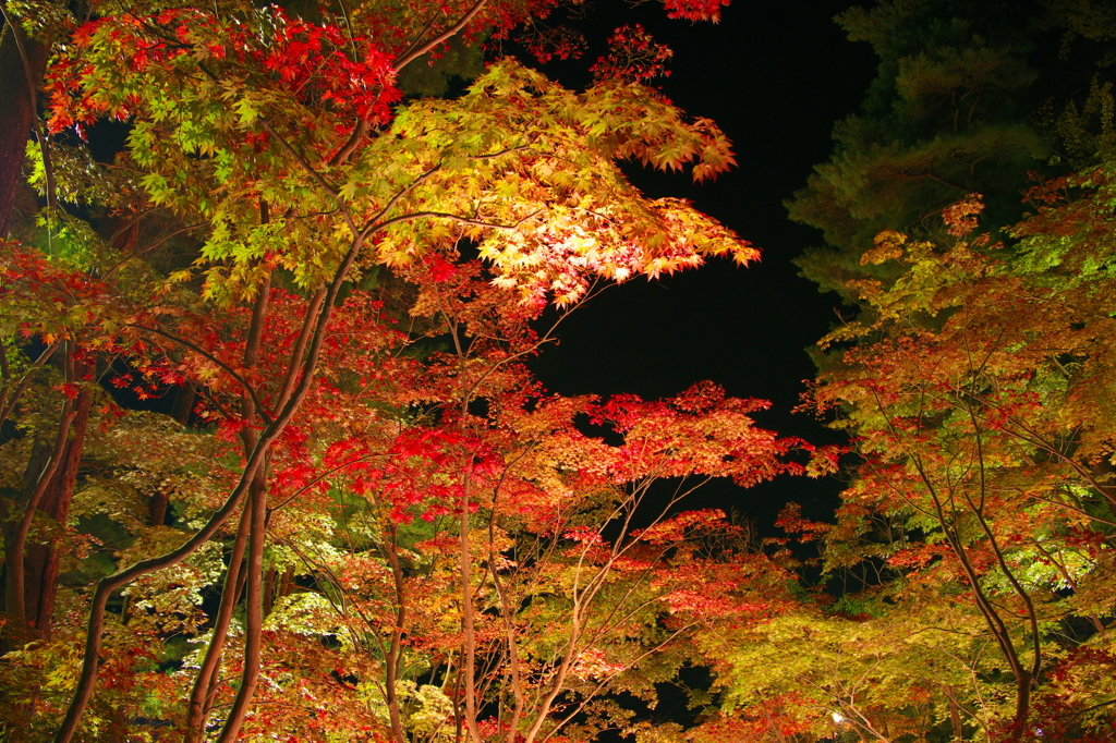 2013年　松雲山荘　紅葉　　彩と闇　　