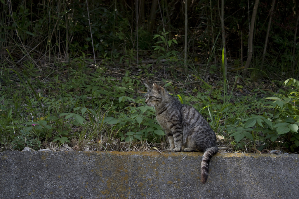 ご近所のねこさん